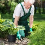 Elder man working in garden