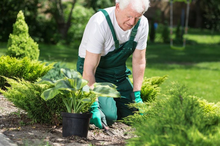 Elder man working in garden