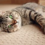 a cat laying on the carpet