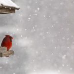A cardinal sitting by a bird feeder in the snow