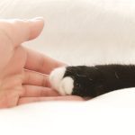 Kitten paw, human hand