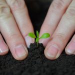 Hands planting in the dirt