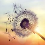 Dandelion in the wind