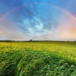 Rainbow over a grassy field