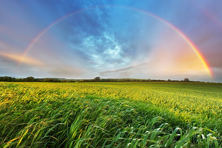 Rainbow over a grassy field