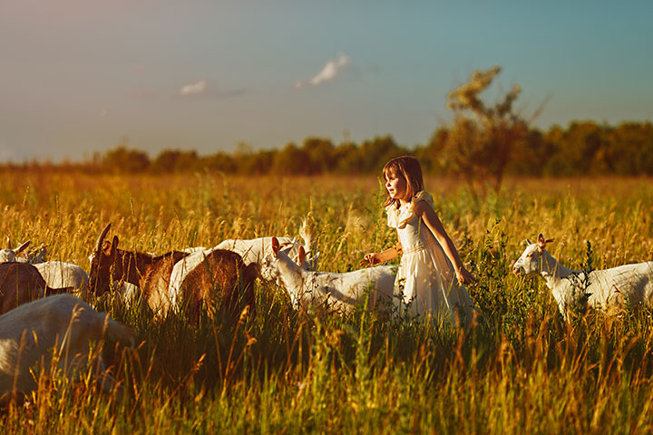 Little girl with goats