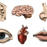 Five Senses