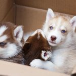 Puppies