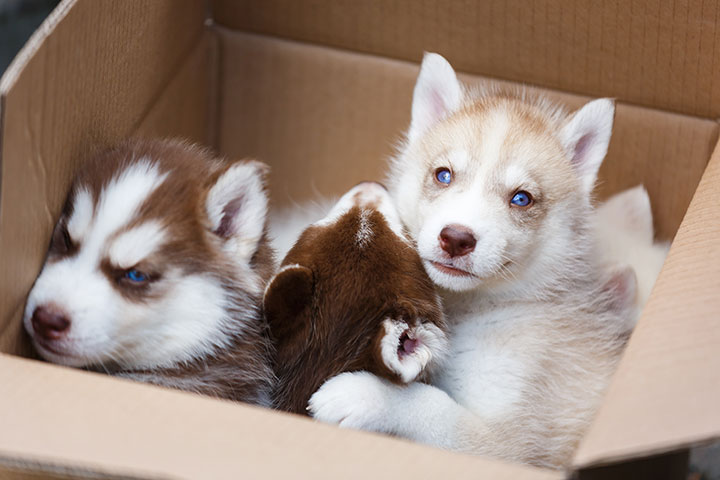 Puppies