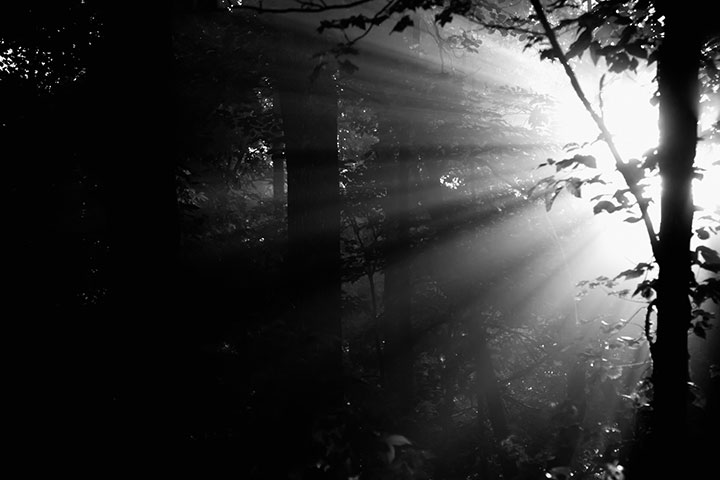 Magical Woods