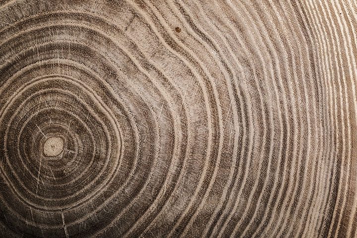 Tree Trunk