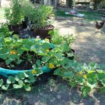 Veggie Patch